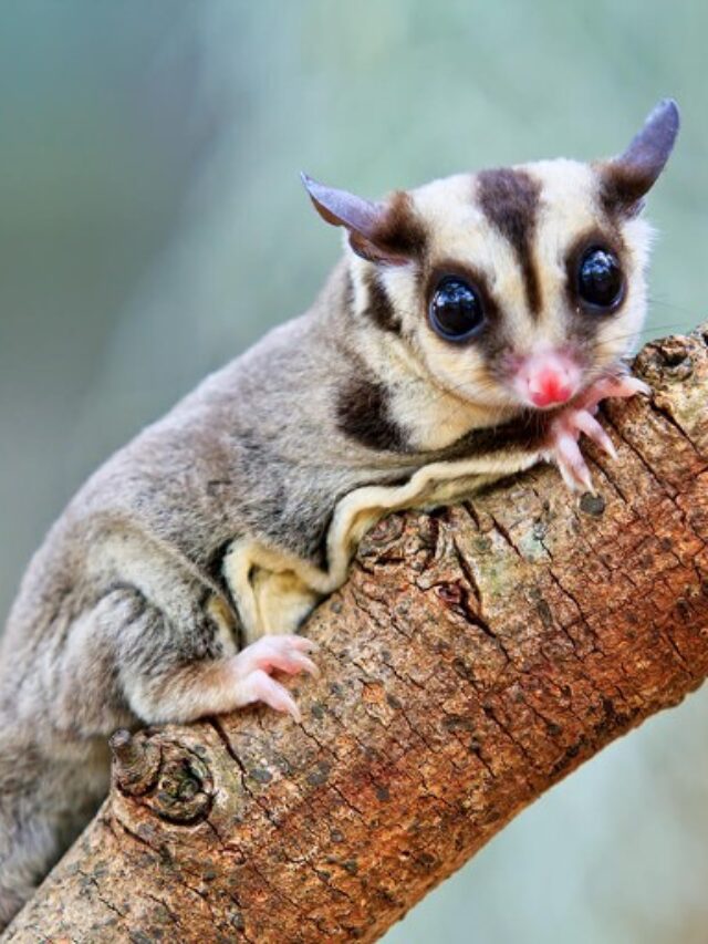 Interesting facts about sugar gliders