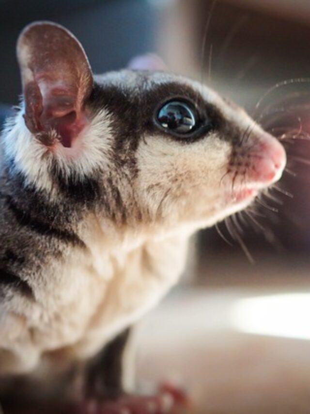 things to keep in mind when purchasing a sugar glider