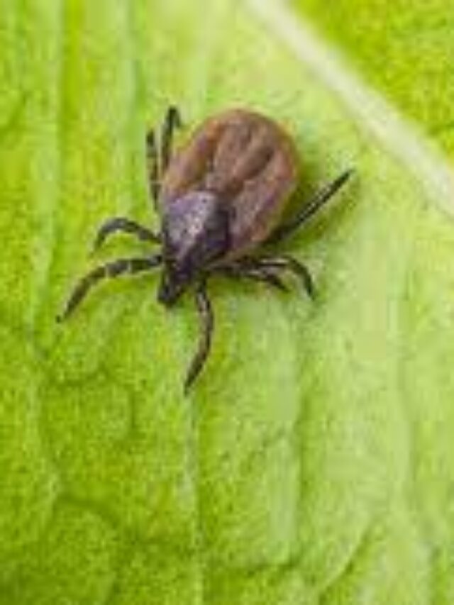Battling Lyme: 10 Crucial Facts You Need to Know