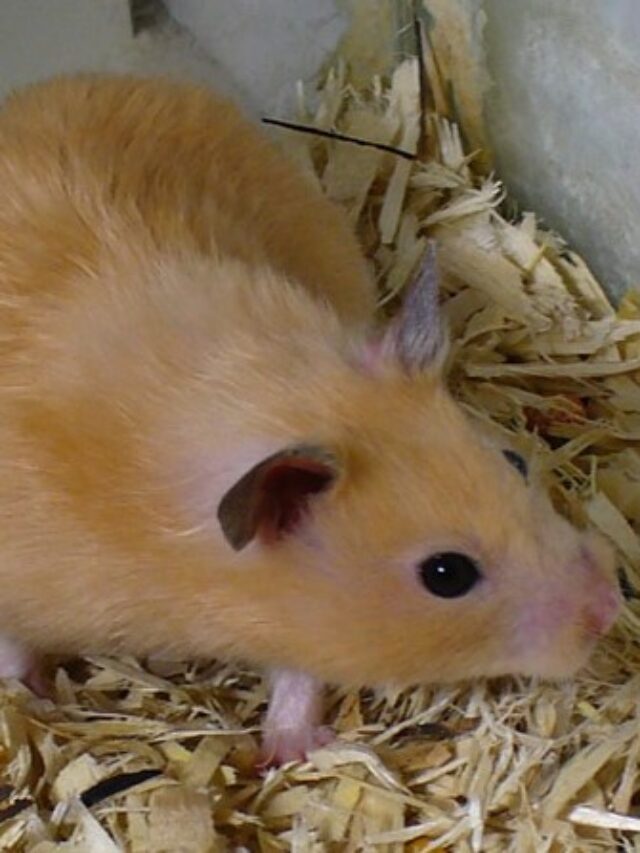 Discover the Enchanting World of Pet Hamsters